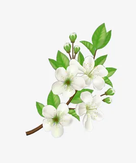 抠图的柑橘花免抠