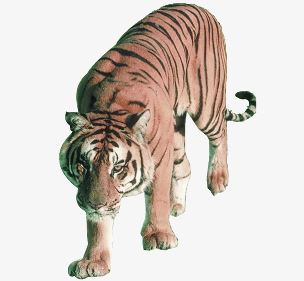 猛虎老虎素材图片免抠