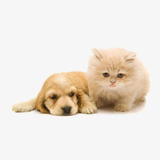 猫咪狗狗好朋友免抠