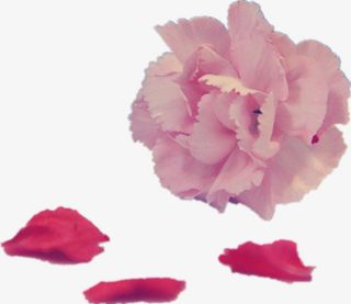 康乃馨花瓣花朵免抠