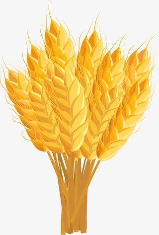 饱满黄色稻穗果实免抠