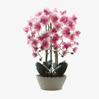 一盆兰花免抠 一盆兰花免抠