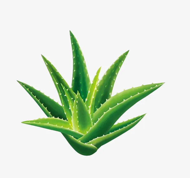 高清绿色芦荟免抠