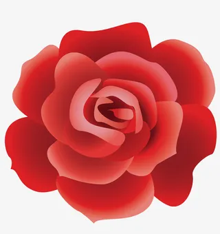 红色玫瑰花朵免抠