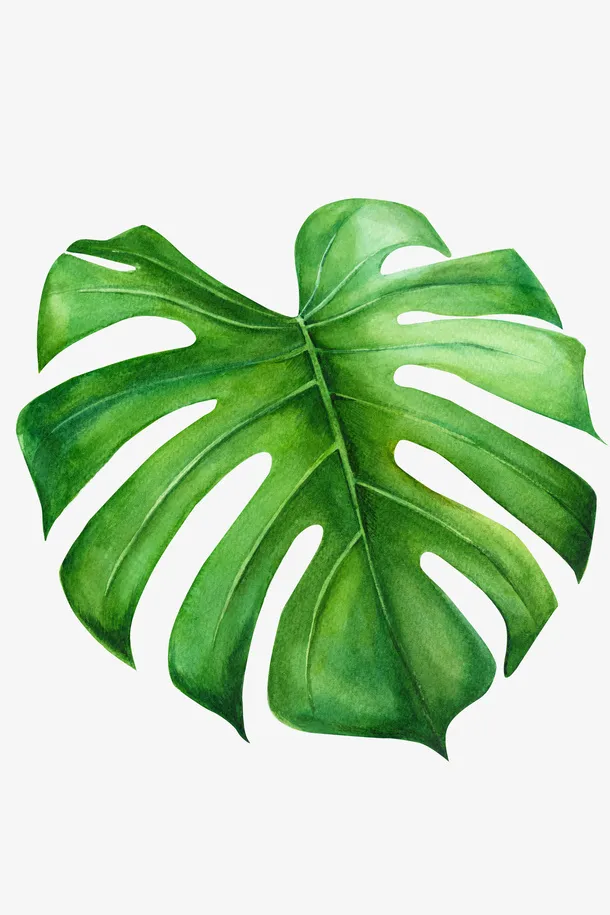 一片手绘的绿叶素材免抠