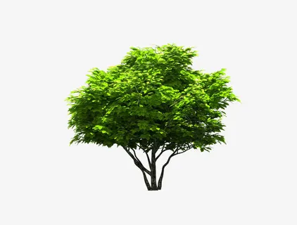 树免抠 树免抠