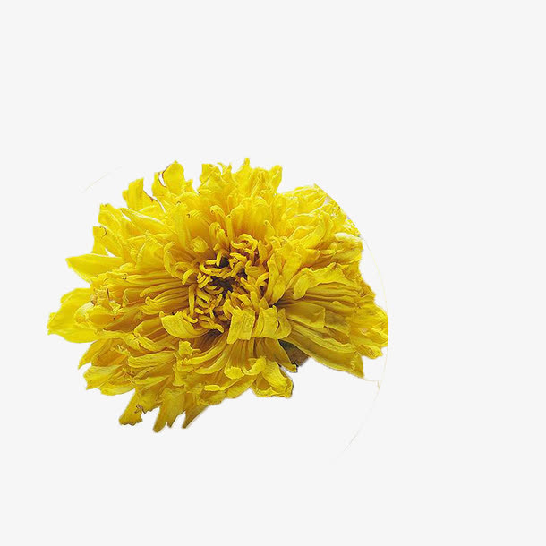 一朵盛开的黄色金丝菊免抠
