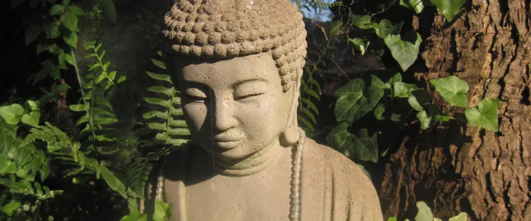 佛陀 绿叶 佛祖高清