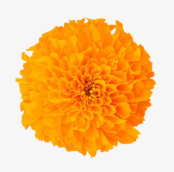 万寿菊花免抠