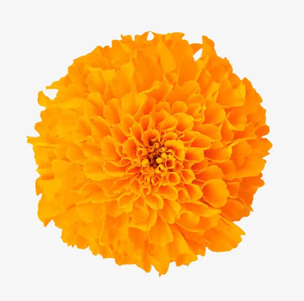 万寿菊花免抠