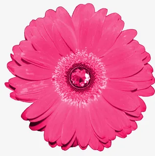 花卉ps素材花草素材免抠