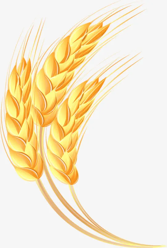 黄金麦穗图片免抠