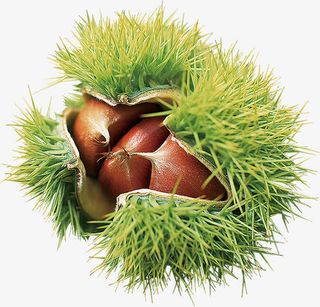 带刺的栗子免抠