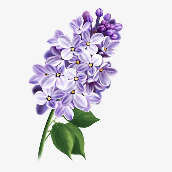 手绘唯美紫丁香植物插画免抠免抠