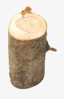 一棵树图片免抠