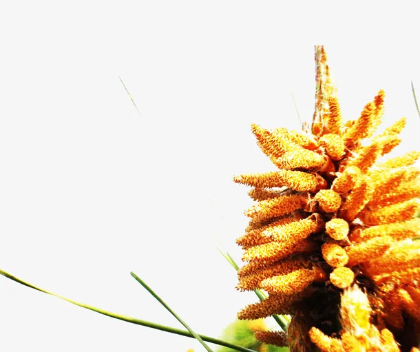 松花照片免抠