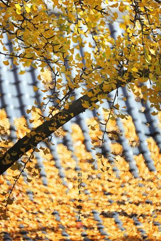 黄色银杏树叶秋天免抠