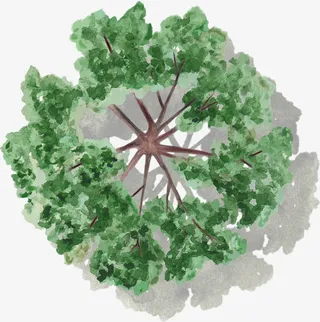 深绿色树干树木水彩风手绘带投影免抠