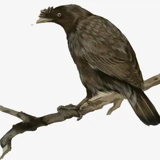 乌鸦逼真手绘画素材图片免抠