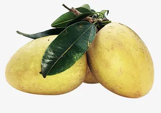 新鲜采摘的人心果免抠