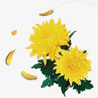 菊花素材免抠