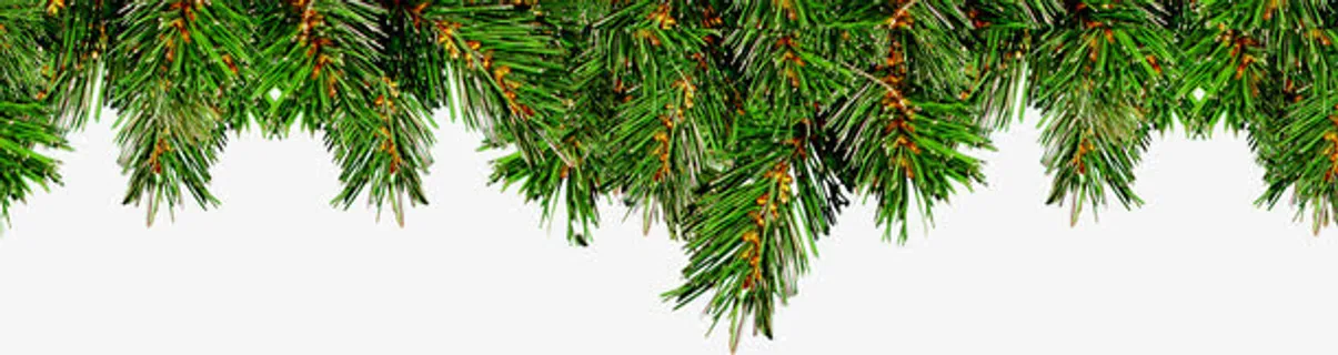 圣诞节元素素材树枝免抠