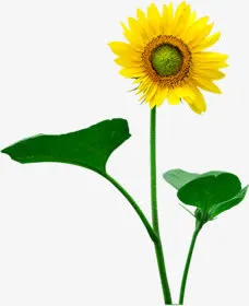 黄色卡通向日葵花朵春天免抠