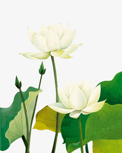 手绘荷花免抠
