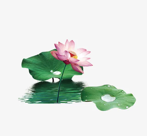 实物带水珠荷叶荷花免抠