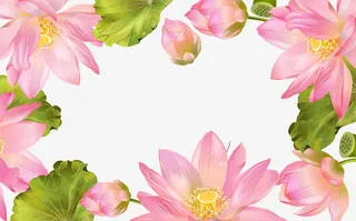 粉色荷花框架设计矢量图免抠