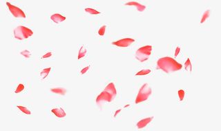 唯美粉红色花瓣飘落免抠