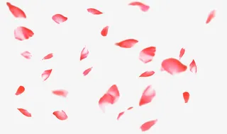 唯美粉红色花瓣飘落免抠