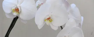 白色蝴蝶兰背景高清