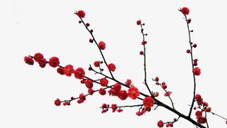 文艺清新花草海报设计装饰梅花免抠