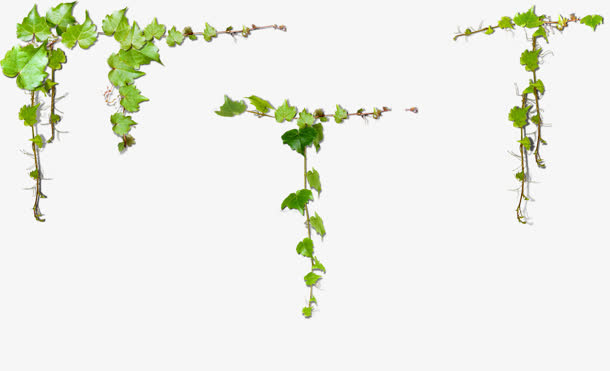 爬山虎绿色植物PNG图片免抠