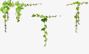 爬山虎绿色植物PNG图片免抠