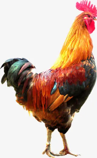 大公鸡高清拍摄素材免抠