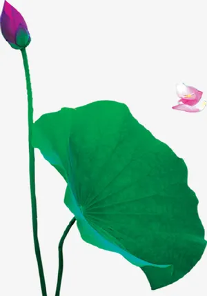 荷叶荷苞飘舞花瓣免抠