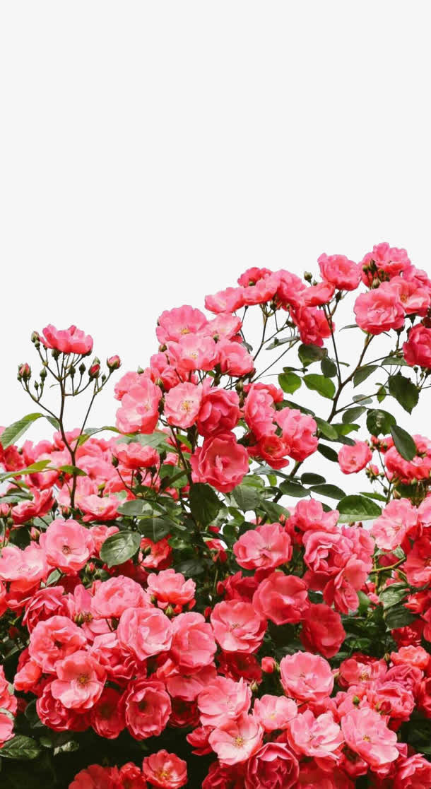 17鲜花春天季节免抠