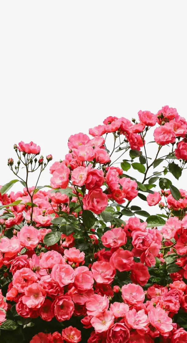 17鲜花春天季节免抠
