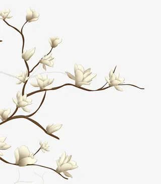 玉兰花免抠装饰植物元素