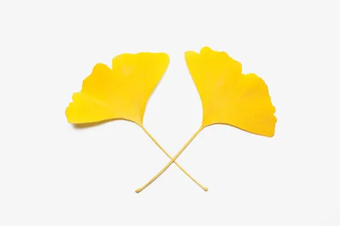 创意黄色银杏叶免抠