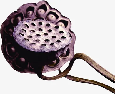 中国风莲子中医装饰免抠