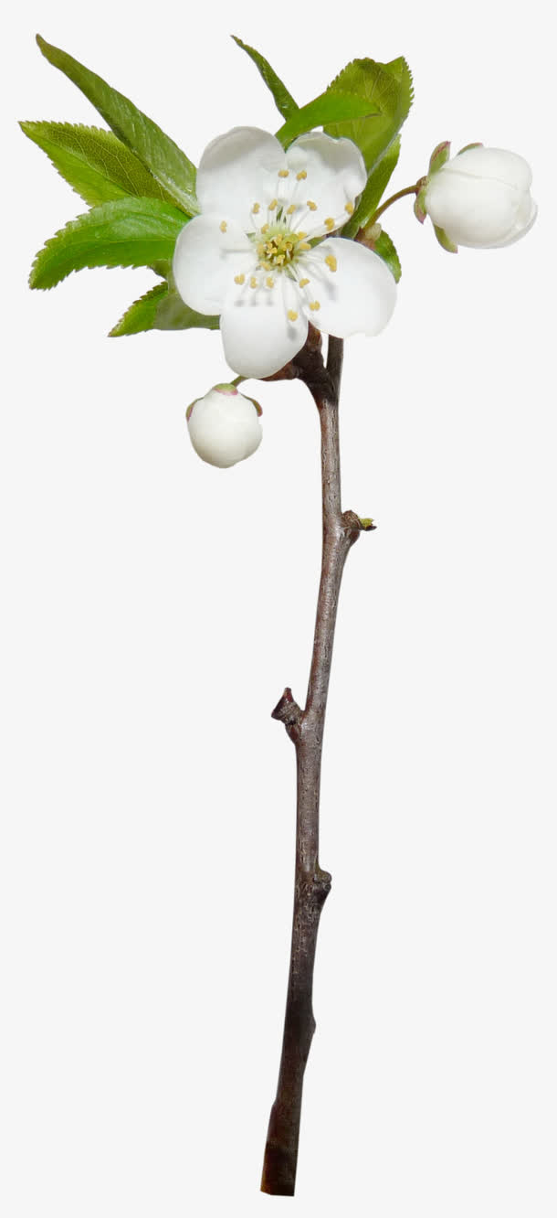 樱花免抠
