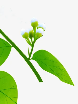 手绘茉莉免抠