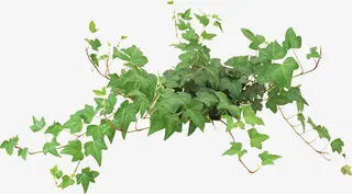 树藤 藤蔓 绿色植物免抠