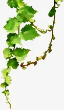 绿色春天树叶花藤春天免抠