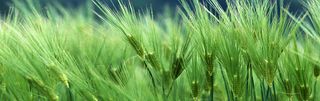绿色麦穗麦芒清新背景高清