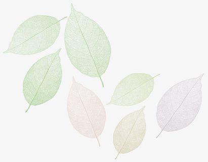 叶脉免抠