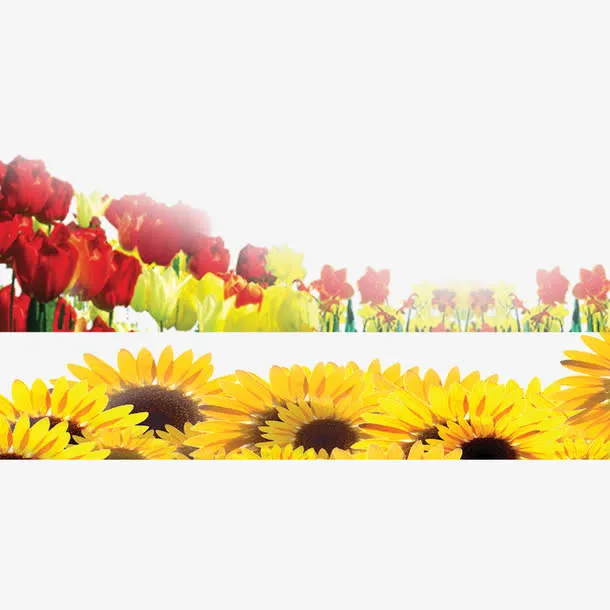 鲜花花边免抠